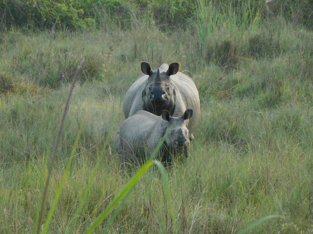 Chital Lodge Chitwan Εξωτερικό φωτογραφία