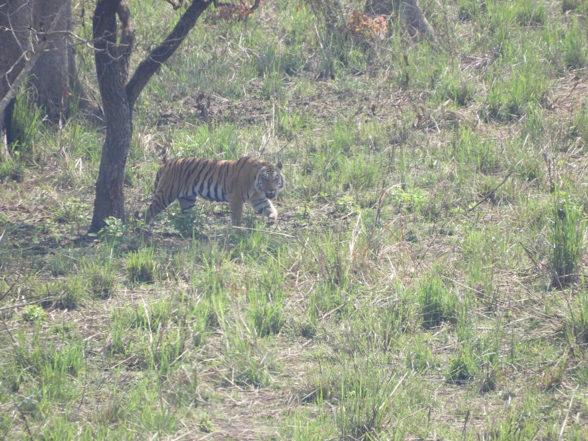 Chital Lodge Chitwan Εξωτερικό φωτογραφία