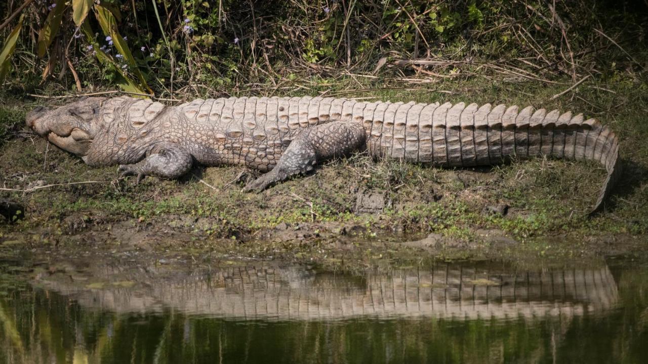 Chital Lodge Chitwan Εξωτερικό φωτογραφία