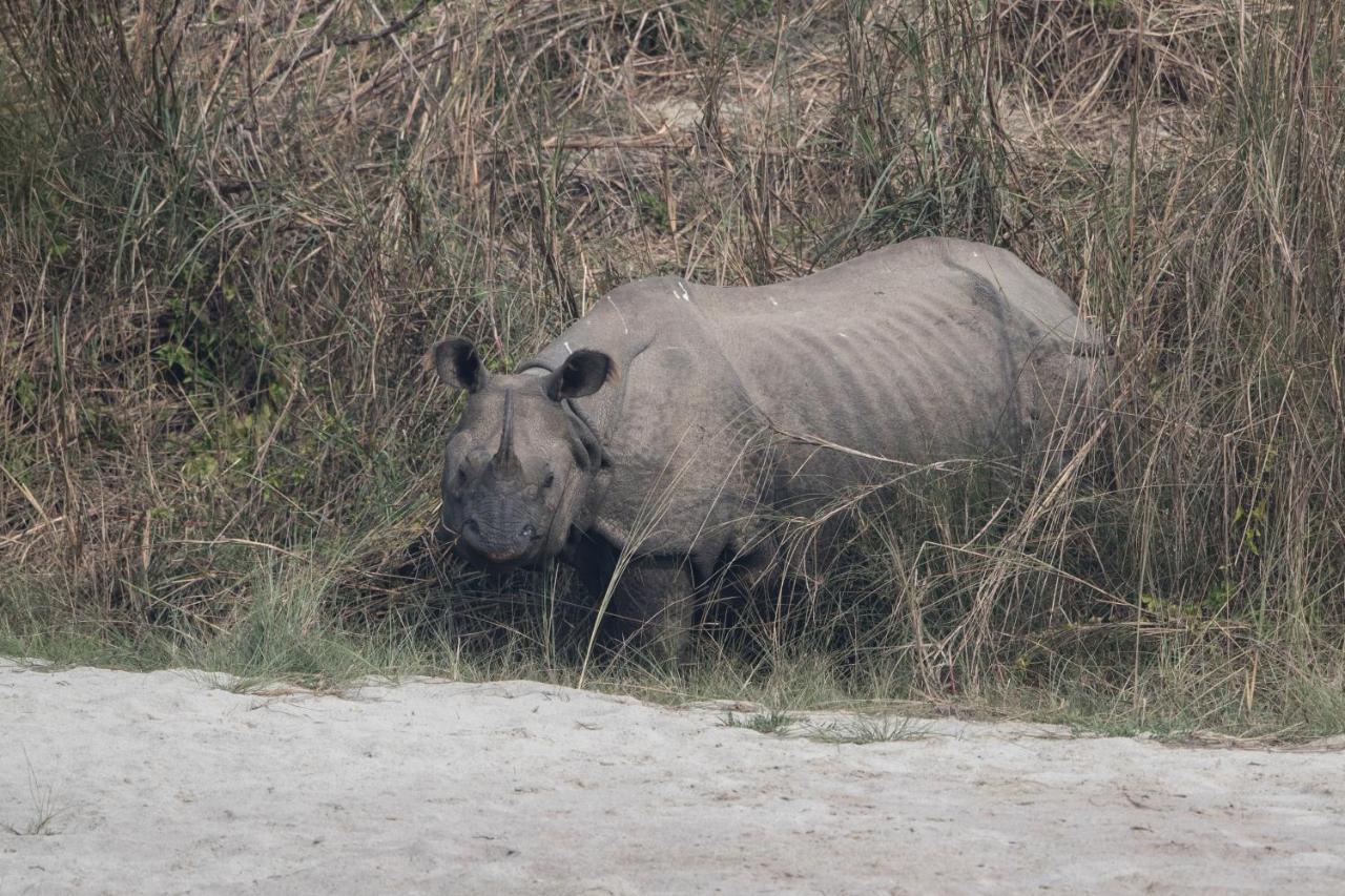 Chital Lodge Chitwan Εξωτερικό φωτογραφία