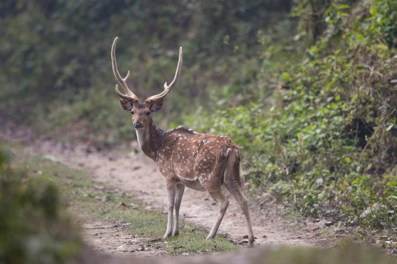 Chital Lodge Chitwan Εξωτερικό φωτογραφία