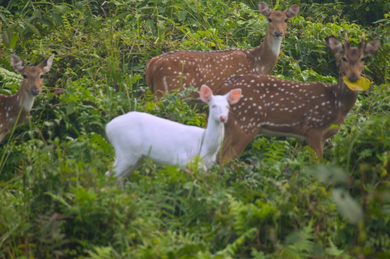 Chital Lodge Chitwan Εξωτερικό φωτογραφία